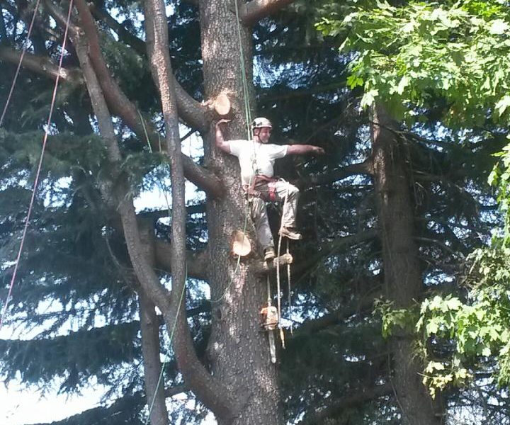 Anderson Landscape Maintenance
