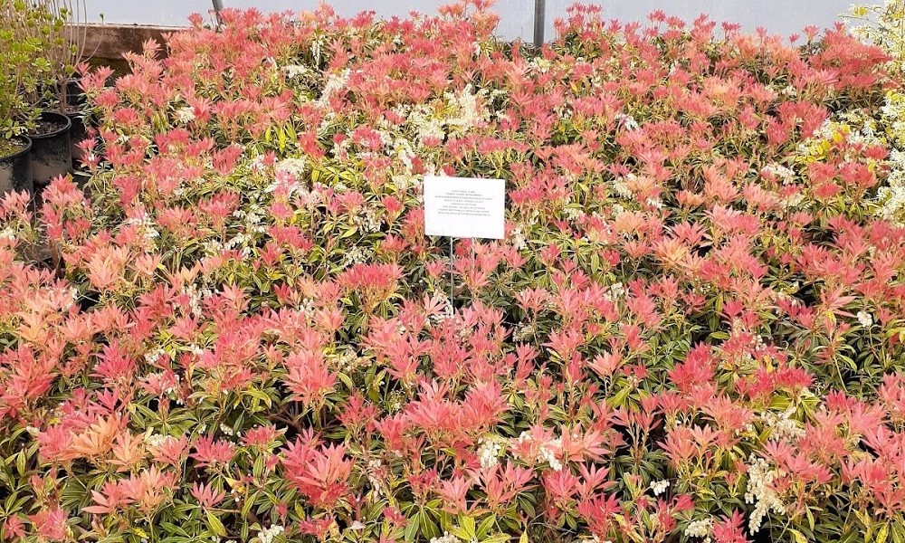 Armitage Wholesale Nursery