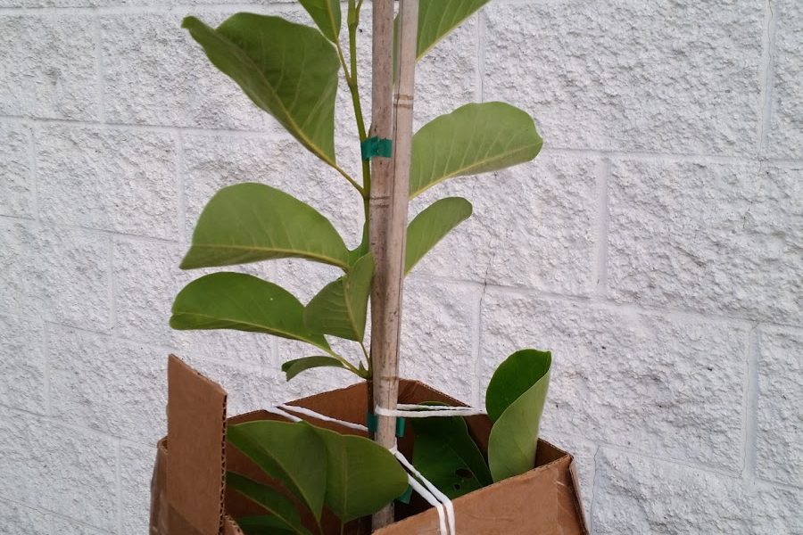 Bleuwood Nursery