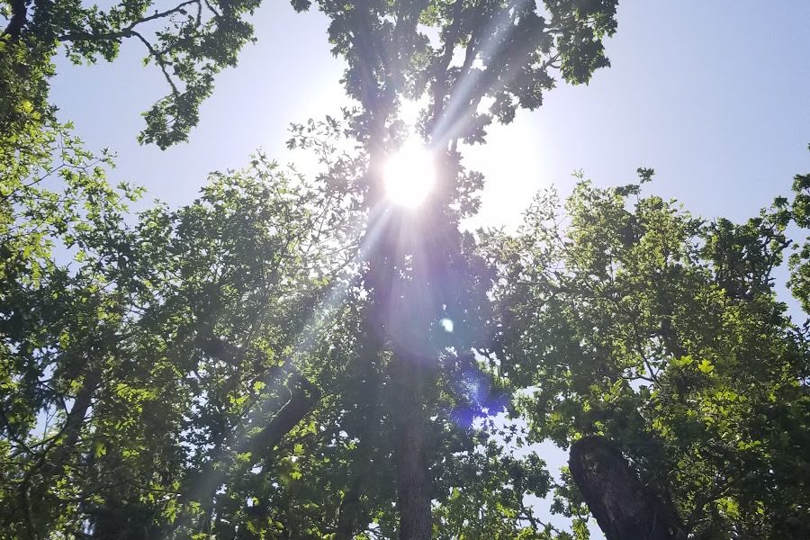 Bob Weir Tree Services