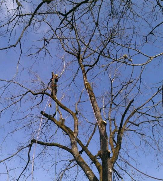 Danks Tree Care