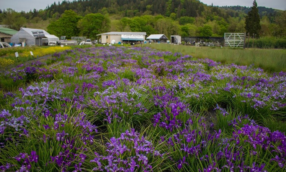 Friends of Buford Park & Mt. Pisgah’s Native Plant Nursery