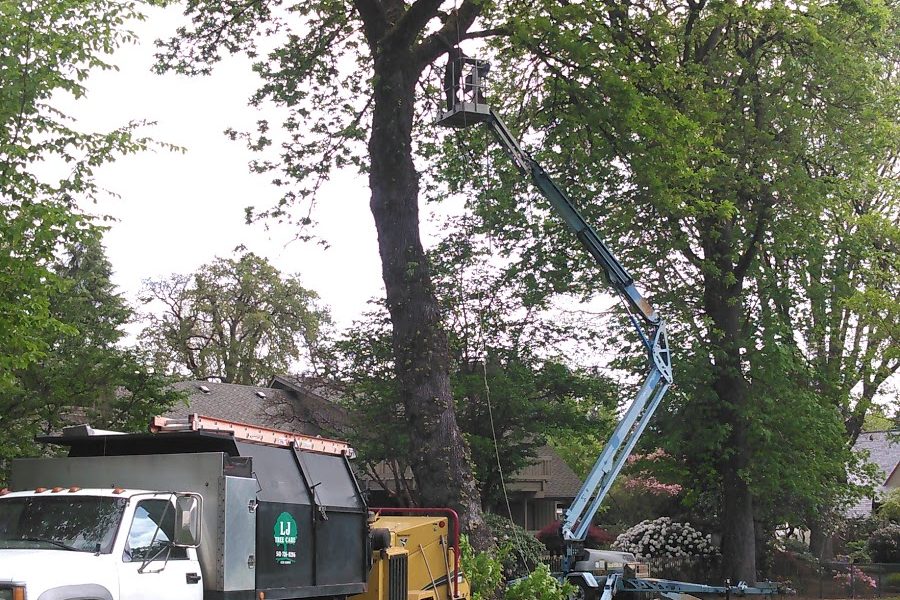 LJ Tree Care