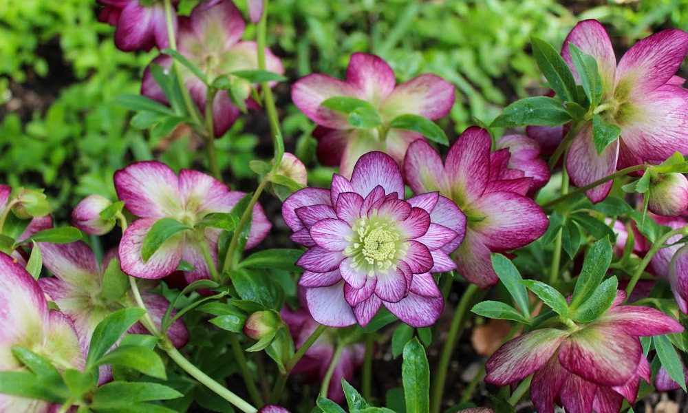 Northwest Garden Nursery