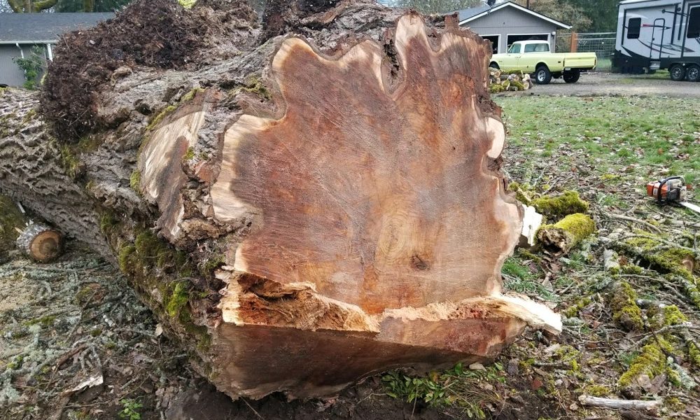 Pacific Tree Works
