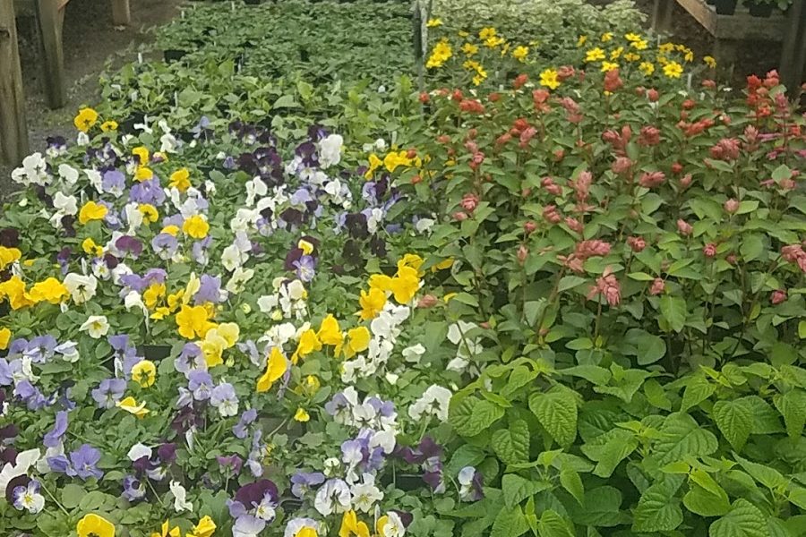 Plant Fashions Plus