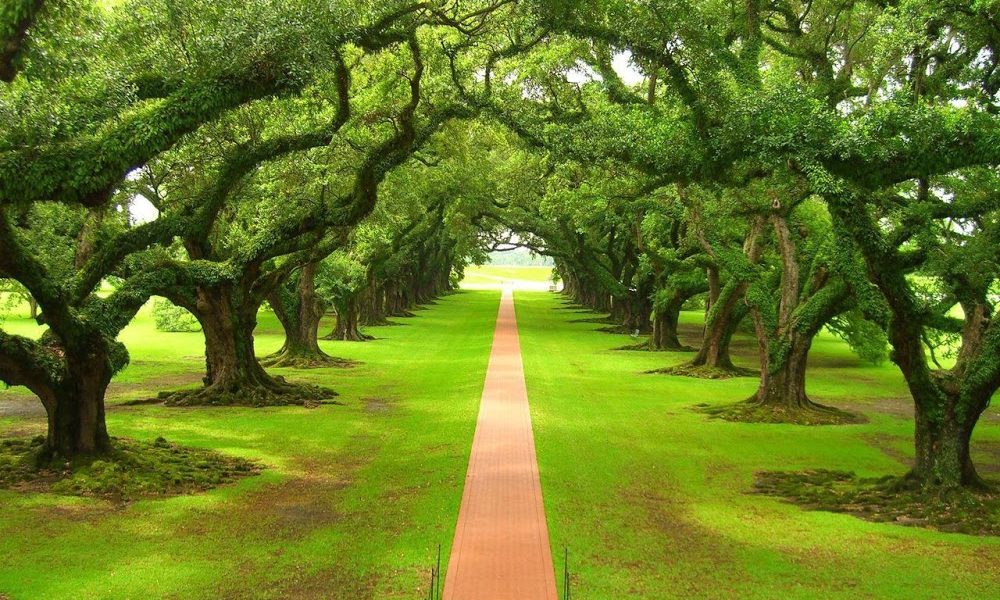 Sperry Tree Care Co