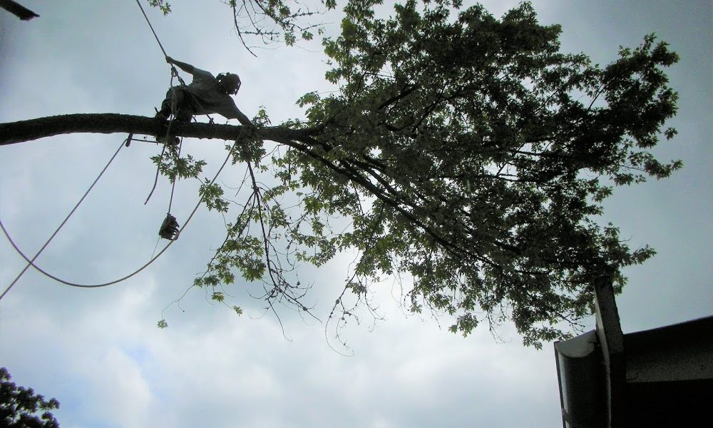 Tree Pro