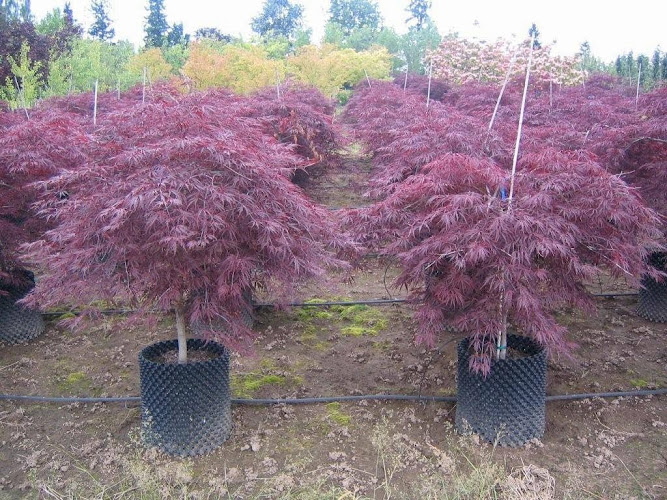 SuperTrees Incorporated