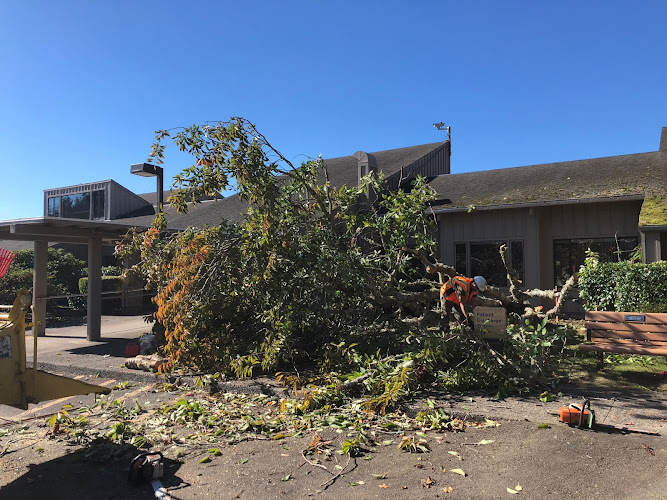 NW Tree & Landscape LLC