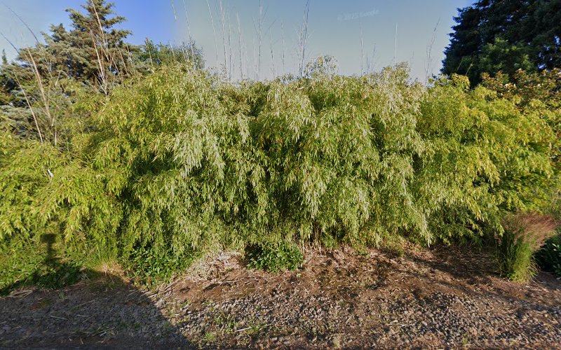 Pac Green Landscape